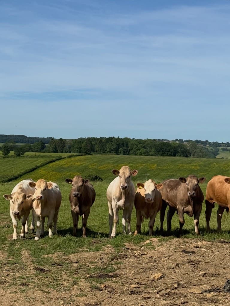 Cows in the fields surrounding Hill View